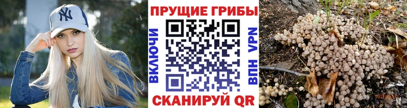 где найти наркотики Удачный Псилоцибиновые грибы Psilocybe